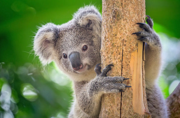 Древние вирусы спасают коал от современных патогенов