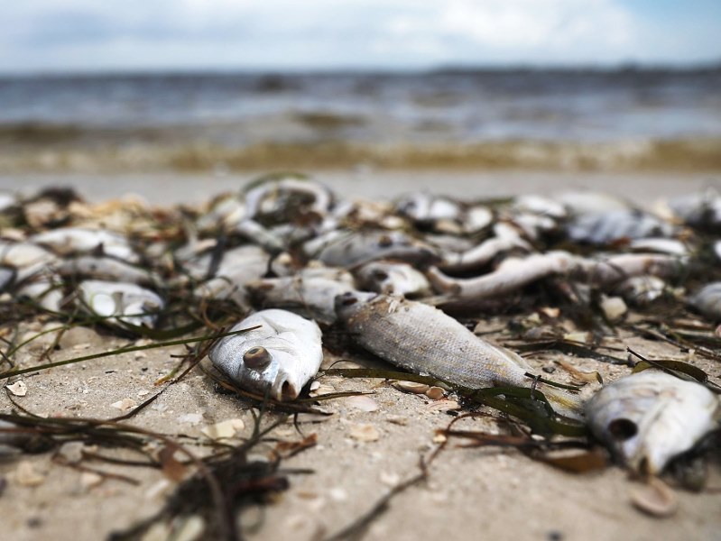 Экологическая катастрофа у берегов Флориды
