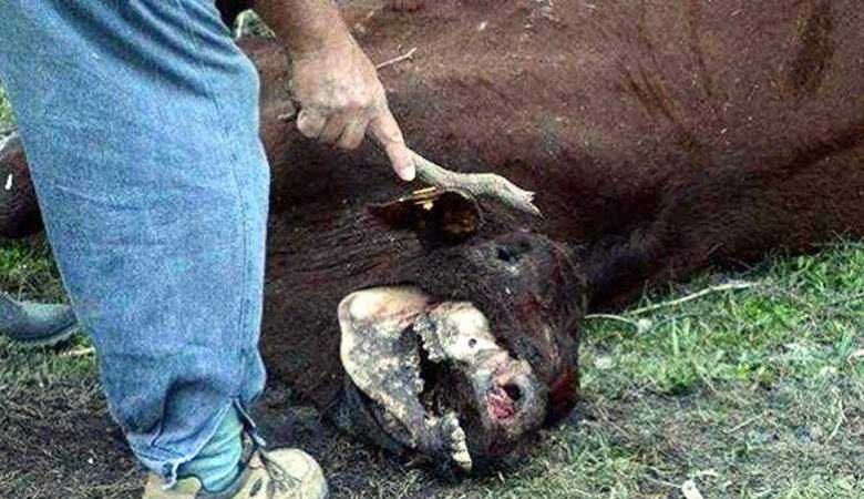 Пришельцы погубили коров аргентинского фермера