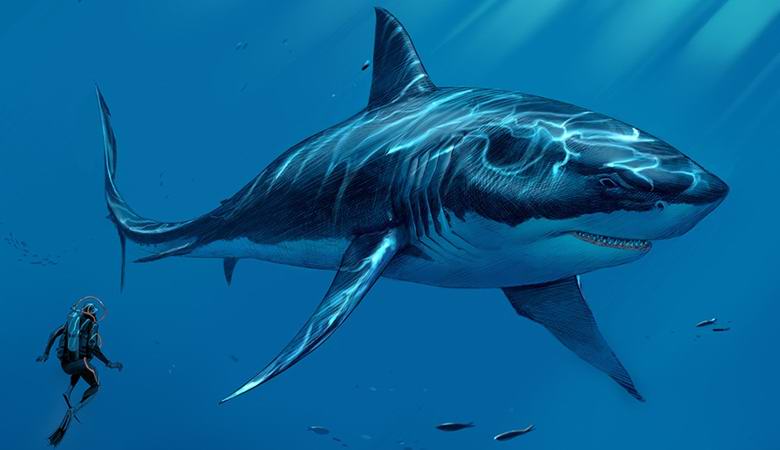 На дне Марианского желоба засняли 100-тонную доисторическую акулу