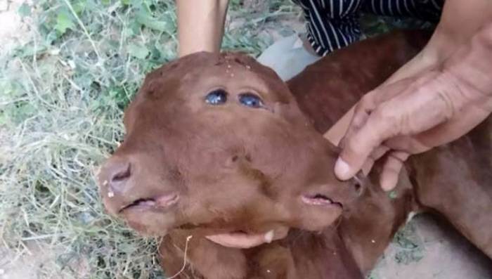 Родился теленок с четырьмя глазами и двумя ртами