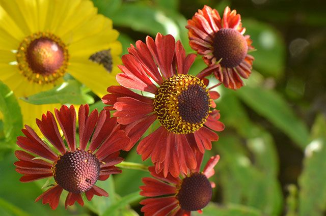 «Огненные» украшения для сада. 10 лучших цветов августа