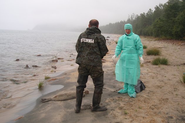 Очередную группу мертвых нерп нашли на Байкале