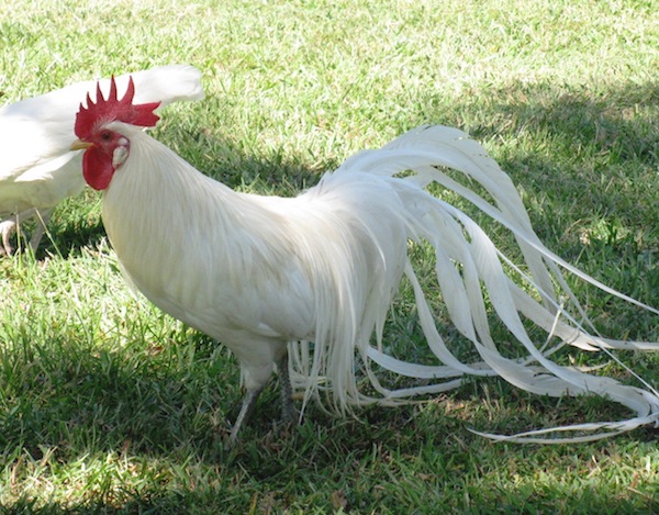 Онагадори – курица с самым длинным хвостом