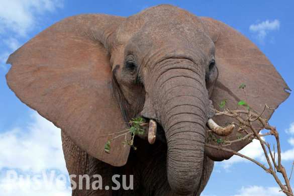 У слонов найден предотвращающий рак «зомби-ген»