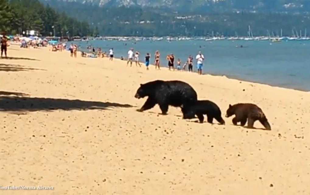 Невозмутимая медведица привела детей купаться на пляж, полный людей! (видео)
