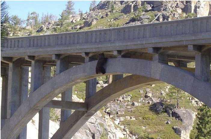 Удивительное спасение медведя, сутки провисевшего под 88-метровым мостом. Еще немного и он сорвался бы