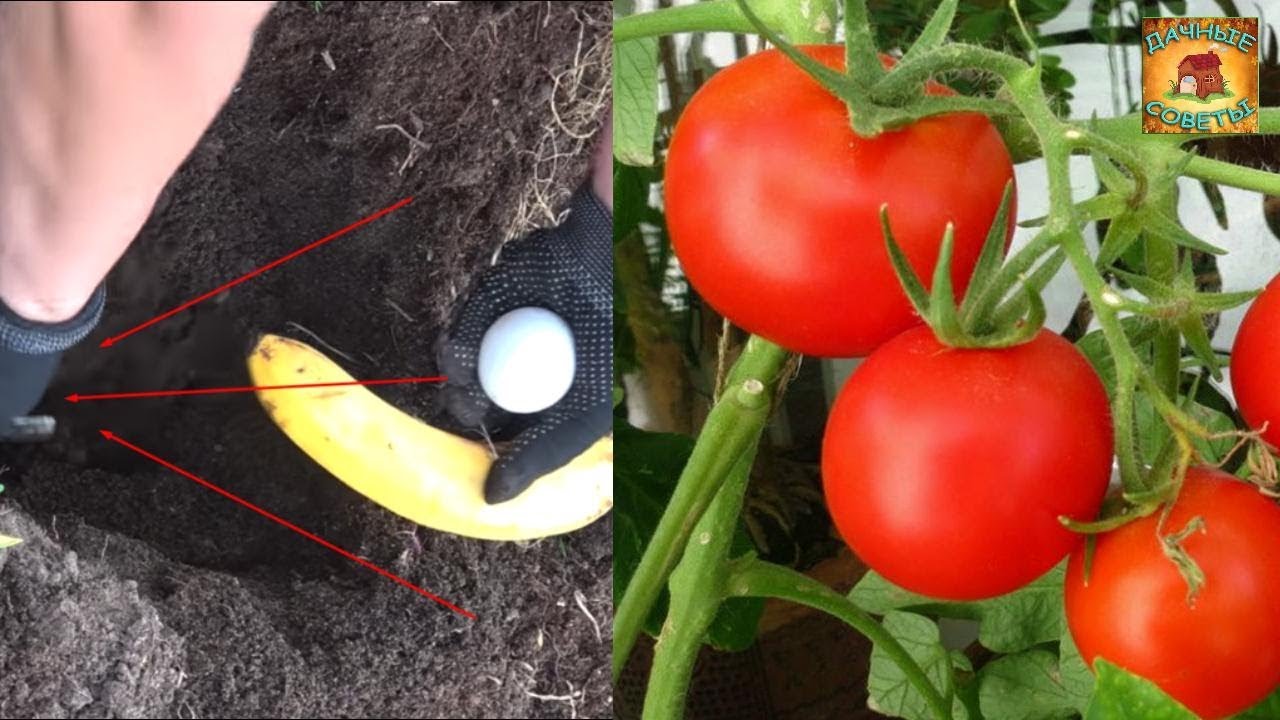 Выращивание помидор с БАНАНОМ и ЯЙЦОМ и никакой ПОДКОРМКИ Настоящая находка для дачника и огородника
