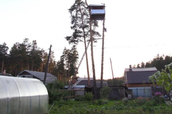 Пенсионер построил дачу на соснах соседей и ждет Путина