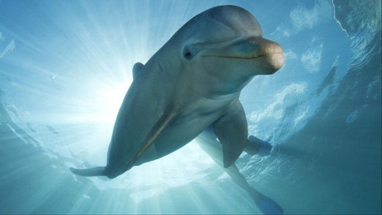 Одинокий дельфин пристает к посетителям французского пляжа