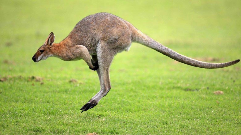 В Австрии (не Австралии) ловят загадочного кенгуру-криптида