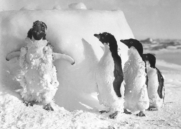 Зоологи обнаружили в Антарктиде сотни мумий пингвинов