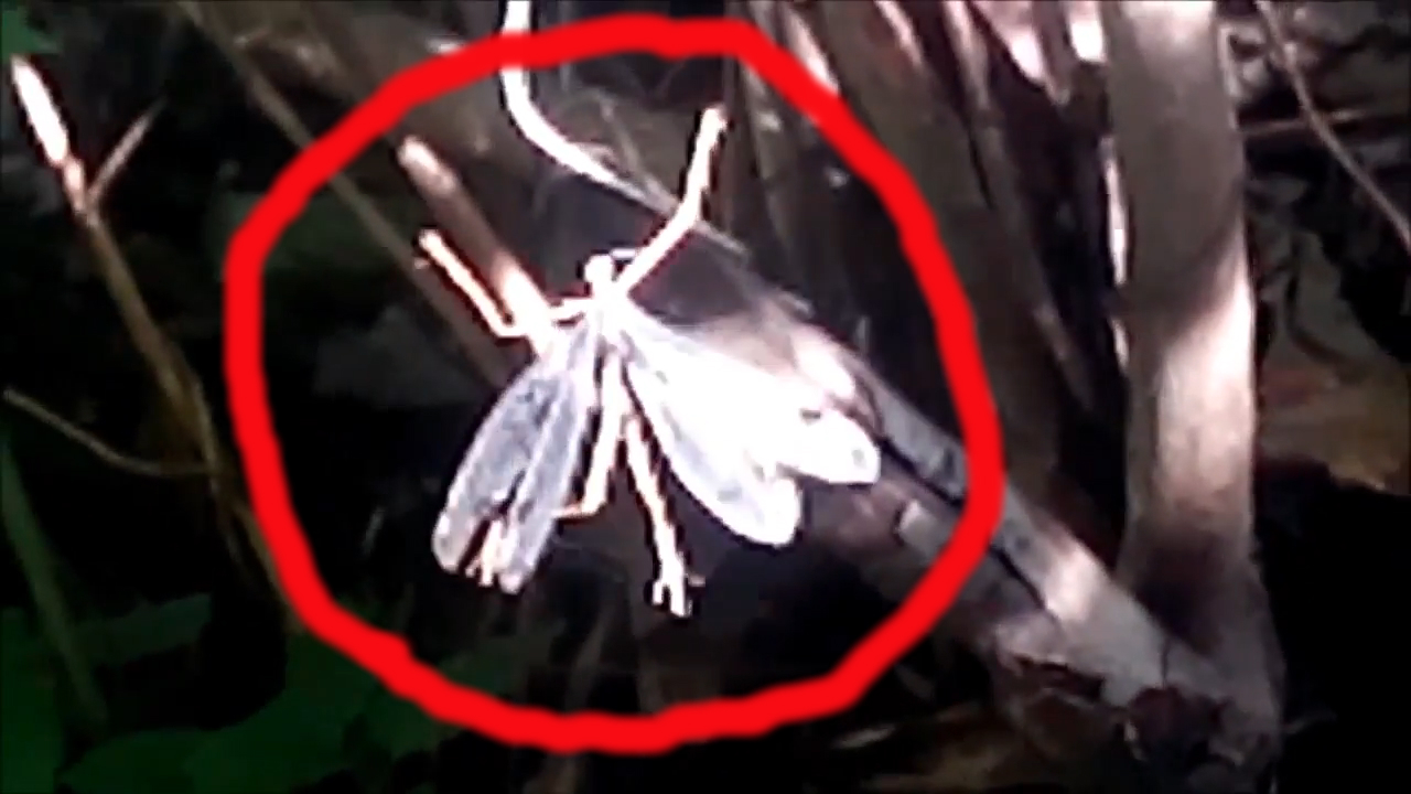 Загадочное существо Фею нашли в паутине в лесах дагестане