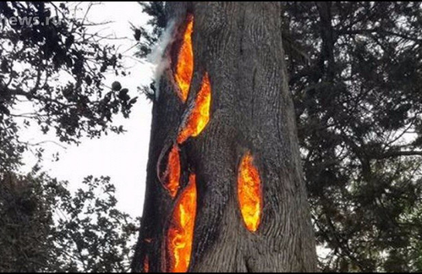 Деревья продолжают гореть изнутри