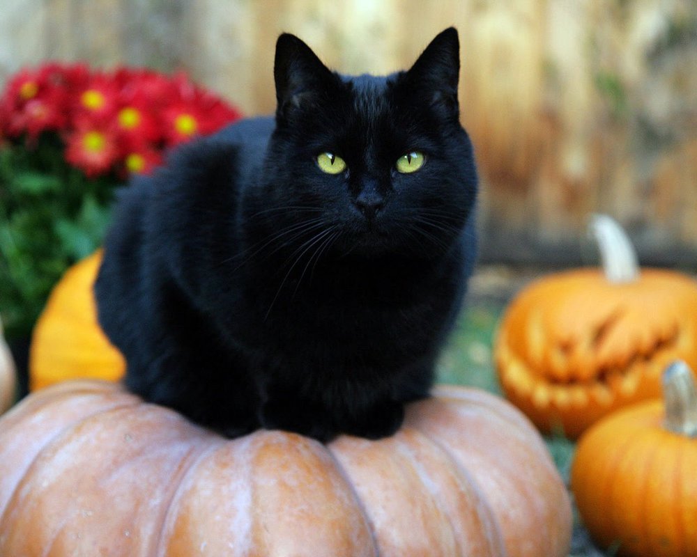 Черный кот – исчадье ада или жертва наветов?
