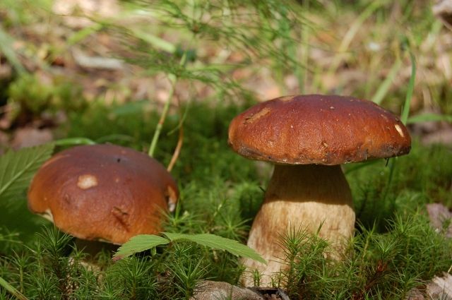 Депутат Госдумы призвал возродить заготовительные конторы для сбора грибов