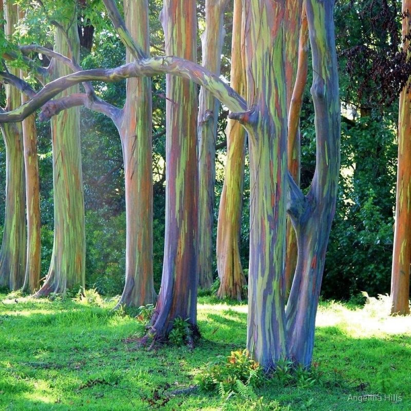 Радужные эвкалиптовые деревья на острове Мауи