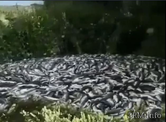 КРЕМЛЕВСКОЕ ИМПОРТОЗАМЕЩЕНИЕ... На Камчатке десятками тонн выбрасывают рыбу и красную икру. (ВИДЕО)