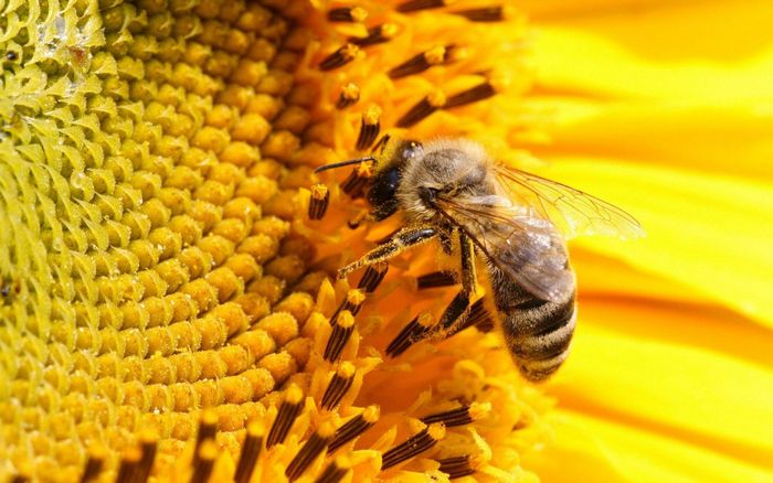 Кое-что интересное о меде и пчелах