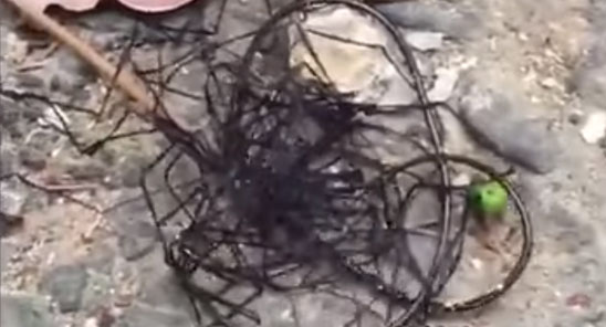 Неизвестное существо-клубок в Тайване сняли на видео
