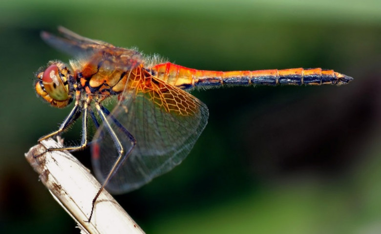 Новая загадка природы: На планете резко сократилось колличество насекомых