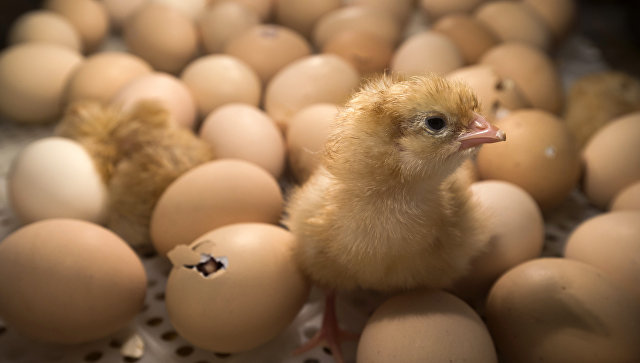 В Грузии из выброшенных на свалку яиц вылупились цыплята