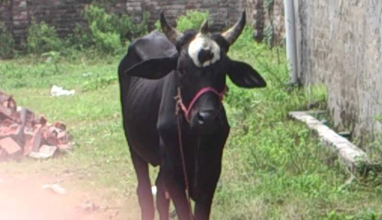 В Бразилии нашли корову с тремя рогами