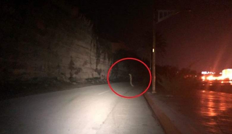 Гигантский червь переходил ночную дорогу в Мексике