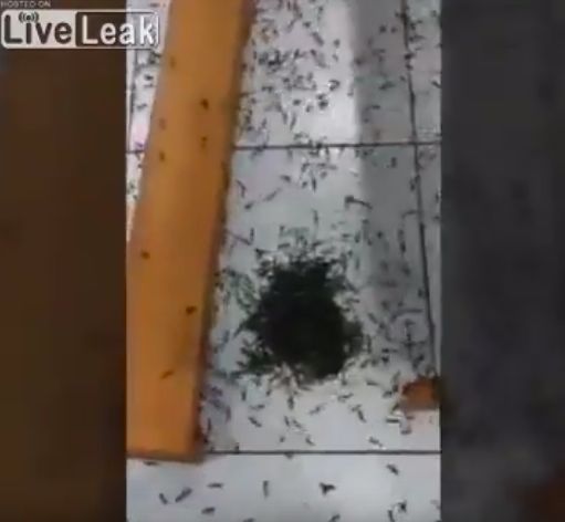 В Перу на церковь набежали полчища гигантских муравьёв. Версии их появления не менее жуткие, чем видео