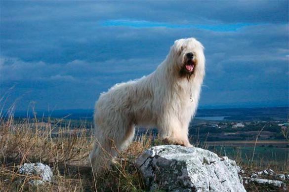 Южнорусская овчарка - гордость отечественного собаководства