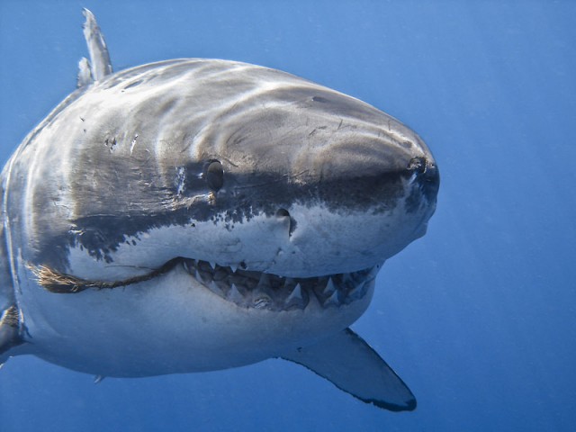 "Обломила рыбалку": в Енисее поймали двухметровую акулу