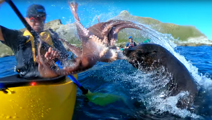 Тюлень врезал осьминогом по лицу плывущего в лодке человека. Видео