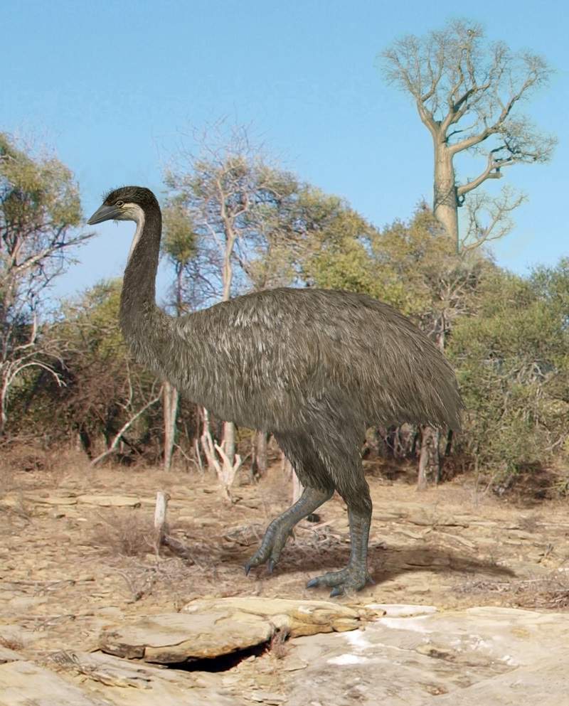 Ученые рассказали о самой большой и страшной птице на Земле