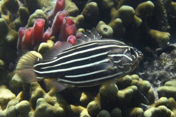 Ихтиологи обнаружили новый вид рыб из рода Tosanoides