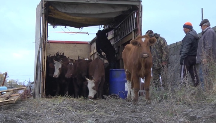 "Семейная животноводческая ферма" начинает работать в Магаданской области