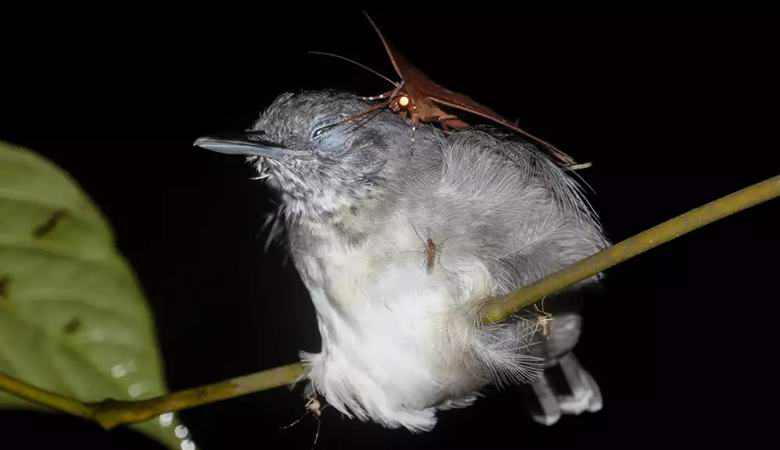 «Вампирическая» бабочка пьет слезы спящей птицы