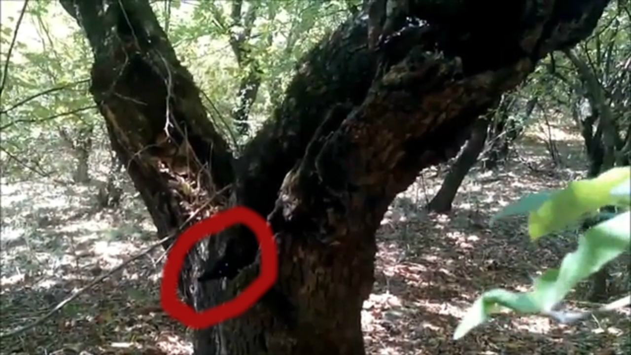 Странное существо спряталось в дупле дерева в азербайджане