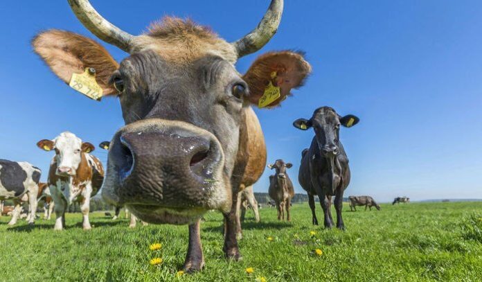 А что, если кормить коров не сеном, а водорослями?