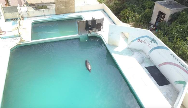 Дельфин, пингвины и другие животные месяцами выживают в заброшенном аквариуме