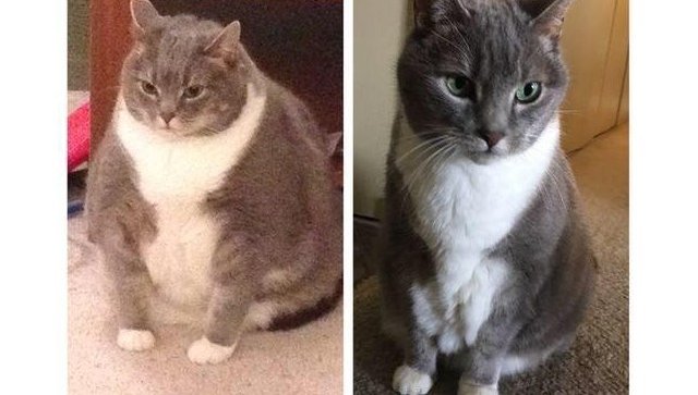 "Удивительное" преображение толстого кота прославило его в Сети
