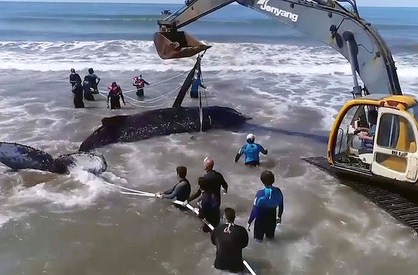 В Аргентине два дня спасали кита