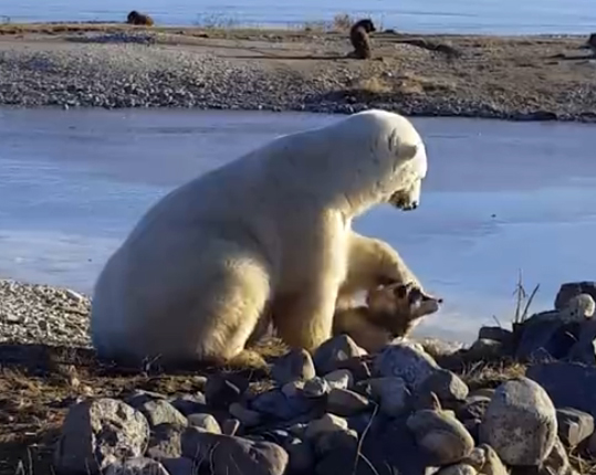 Дикий белый медведь гладит собаку по голове видео
