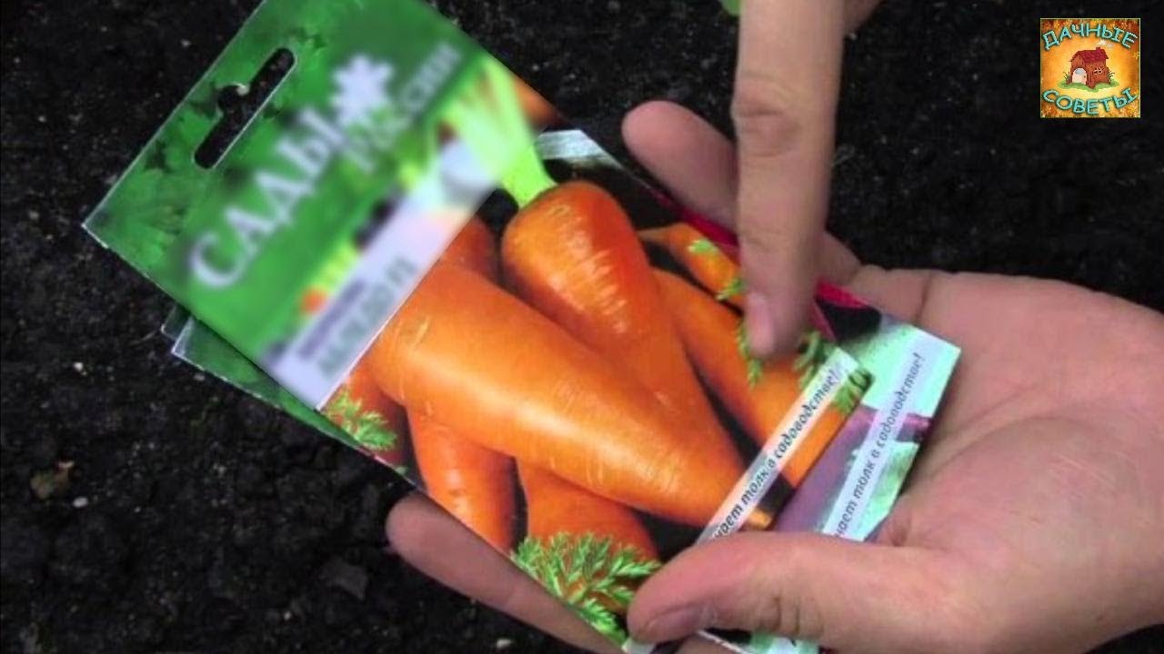 Можно ли перед посадкой моркови. Сорта моркови для посадки. Сорта моркови для посадки весной. Морковь посадка хитрости. Морковь под зиму.