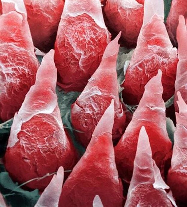 Как выглядят человеческие органы под микроскопом