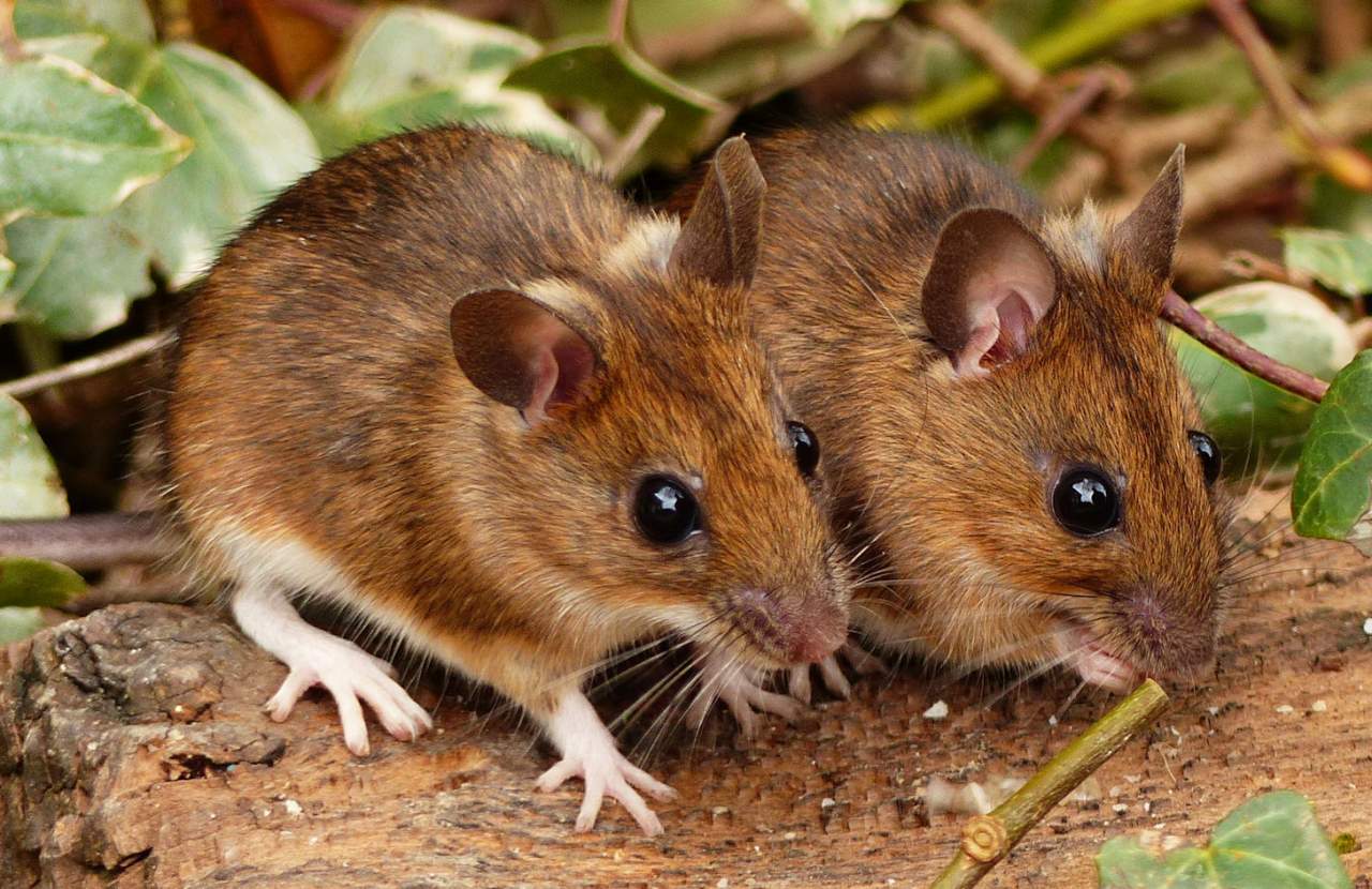 В Китае у однополой пары мышей появилось потомство