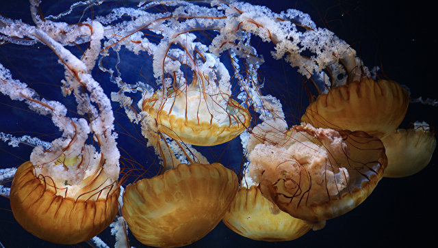 Ареалы ядовитых медуз и рыб растут: почему и что делать?
