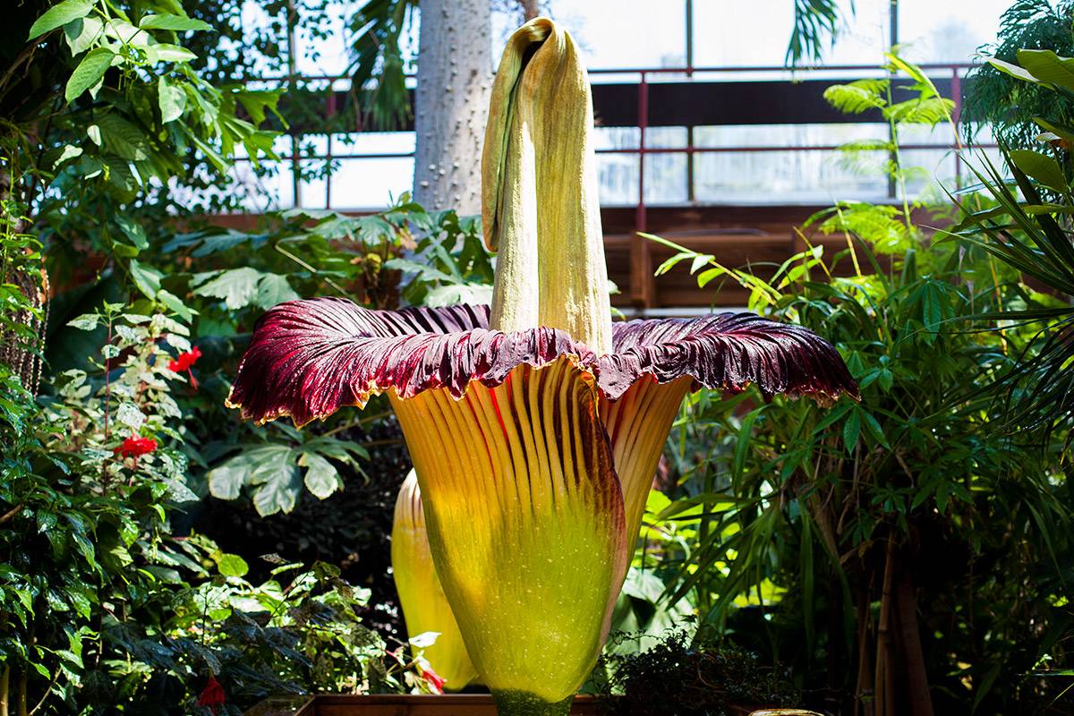Самый большой и отвратительно пахнущий цветок в мире расцвел в Лондоне