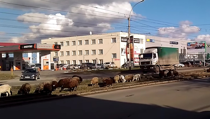 В Новосибирске сняли на видео пасущуюся на трамвайных путях отару овец