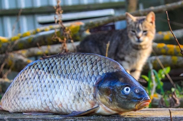 Конец платной рыбалке. Как изменится закон о любительском рыболовстве?