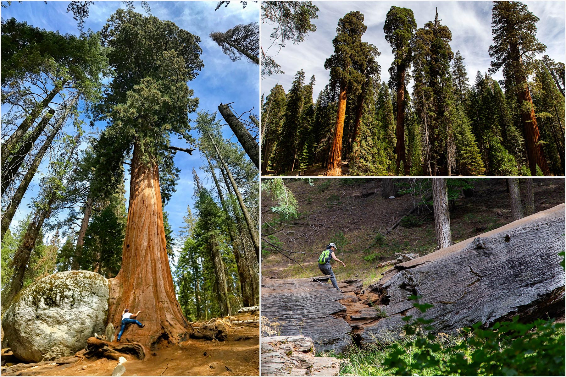 Самые большие деревья на Земле